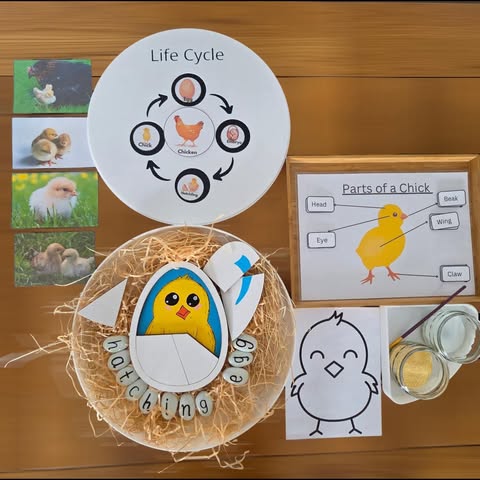 NEW - Circle Play Tray + Inserts + Life Cycle Lid - CJECOPLAY Inc.