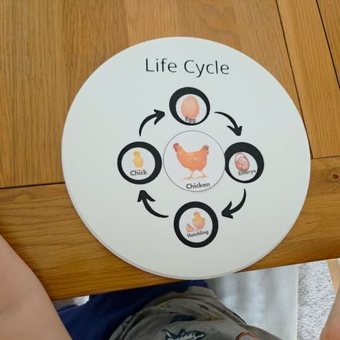 NEW - Circle Play Tray + Inserts + Life Cycle Lid - CJECOPLAY Inc.