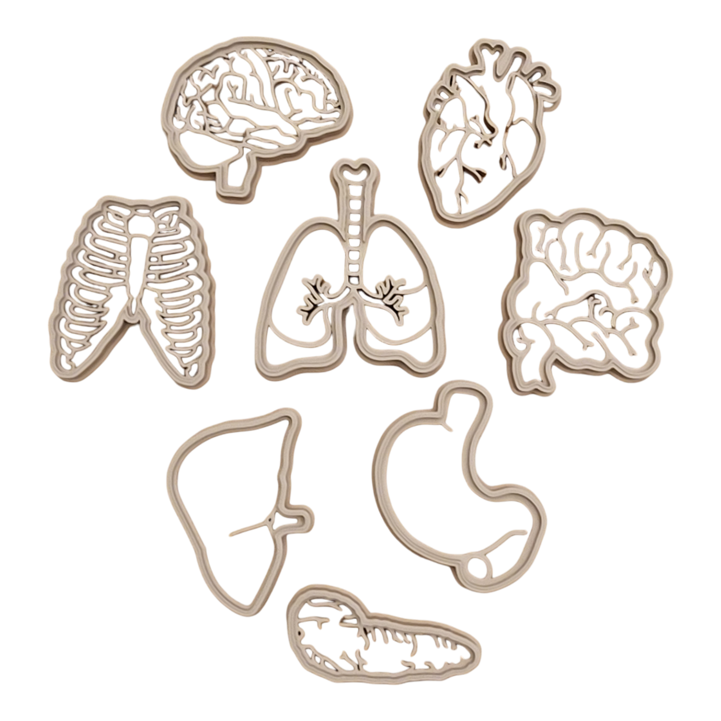 Human Body Parts || Anatomy EcoCutter Collection