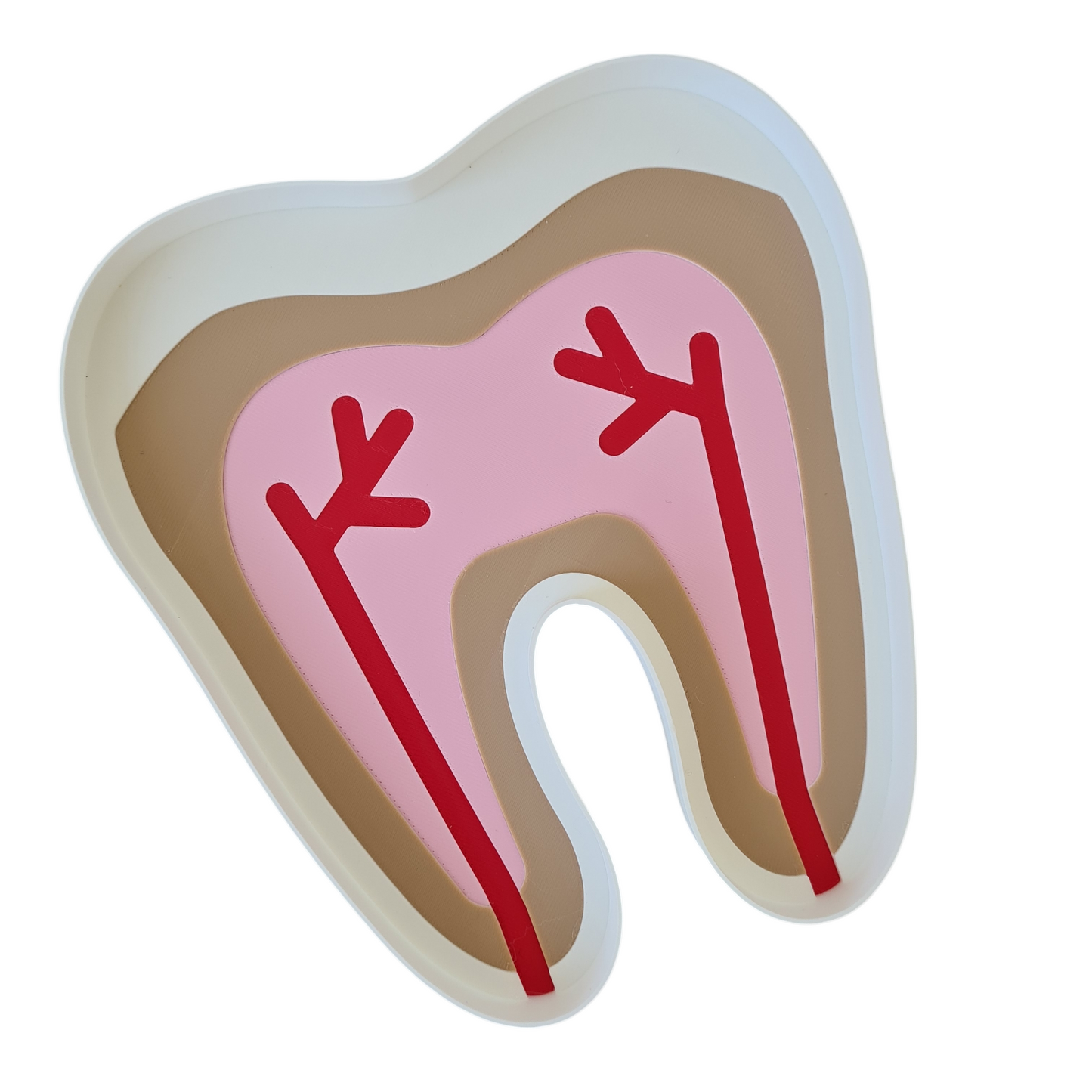 Tooth Anatomy Exploration EcoTray