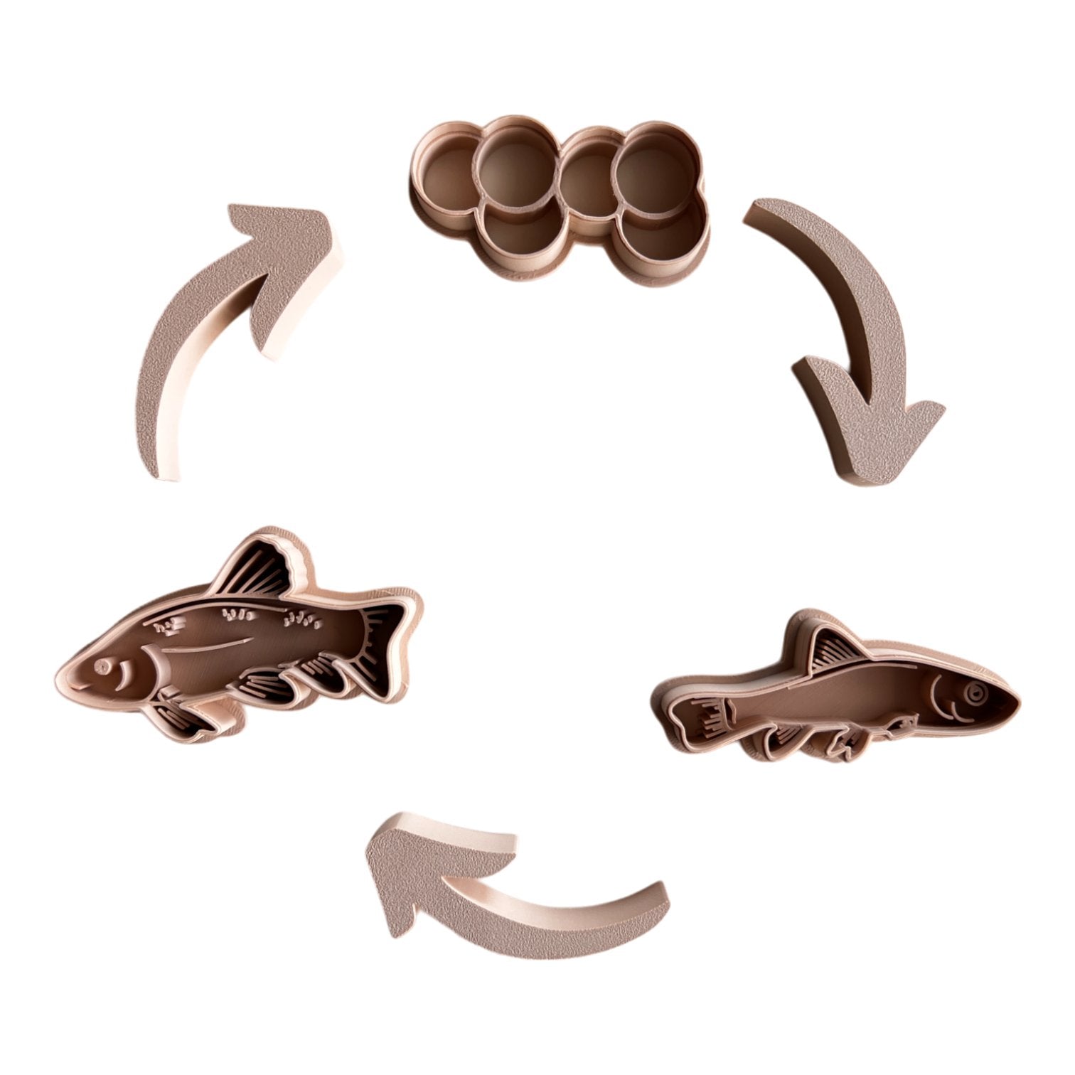 Life Cycle of a Fish EcoCutter Collection - CJECOPLAY Inc.