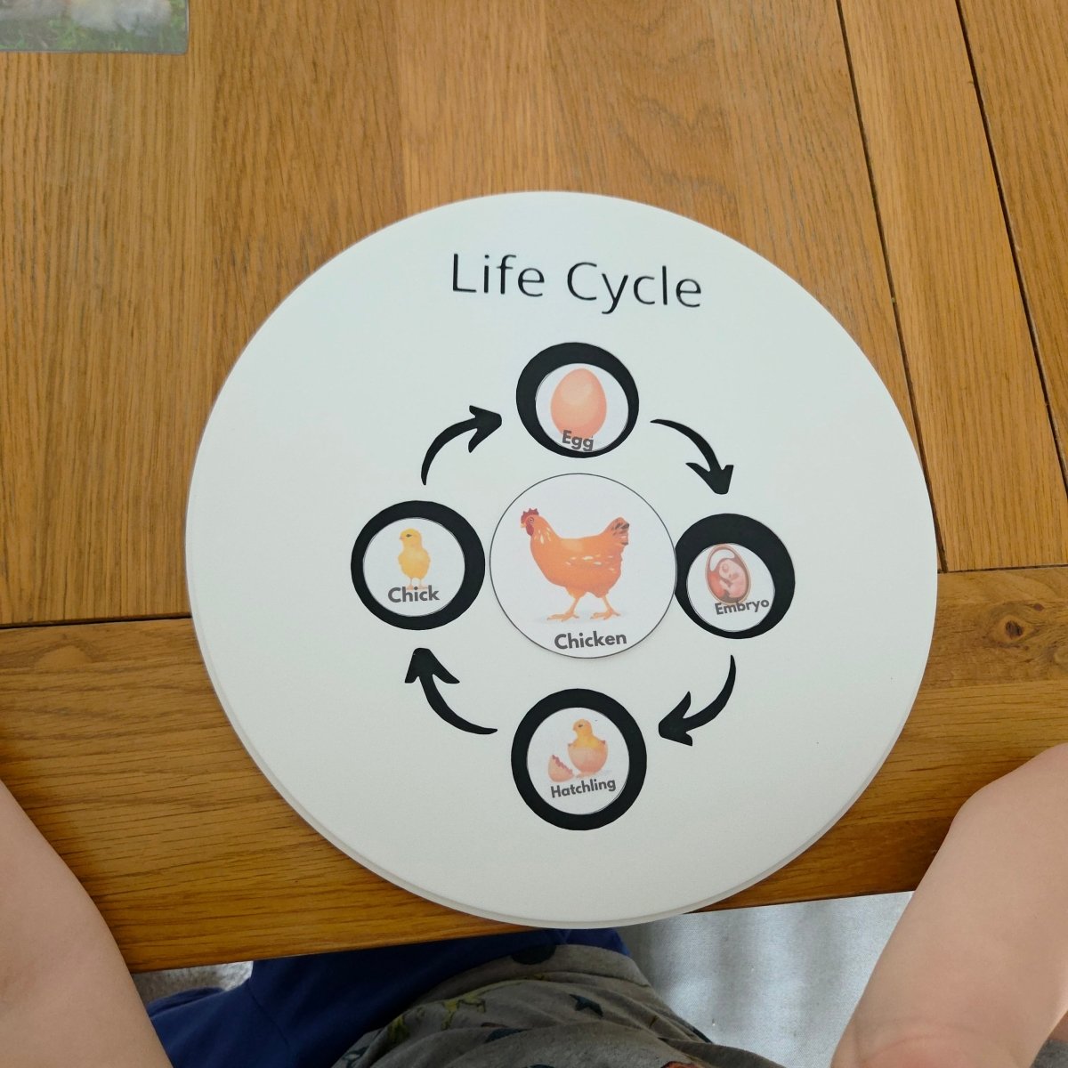 NEW - Circle Play Tray + Inserts + Life Cycle Lid - CJECOPLAY Inc.