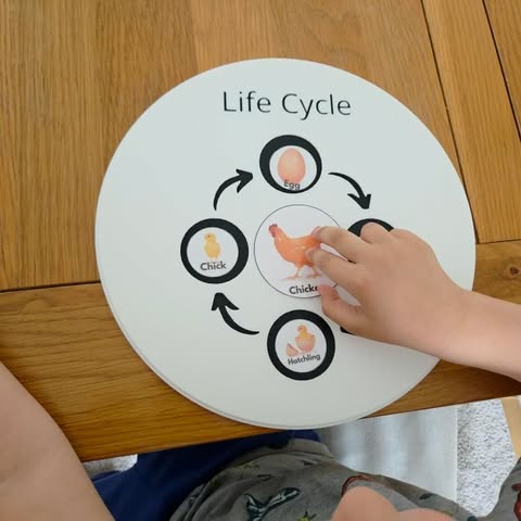NEW - Circle Play Tray + Inserts + Life Cycle Lid - CJECOPLAY Inc.