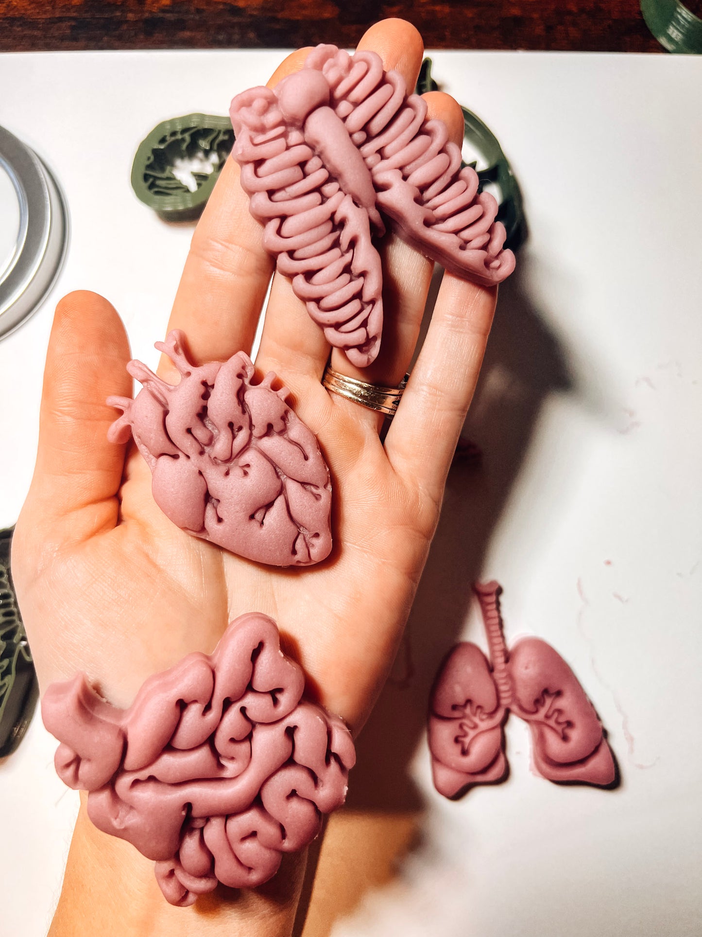 Human Body Parts || Anatomy EcoCutter Collection